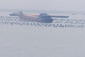 Quảng Ninh: Tàu thuyền khốn khổ vì luồng quốc gia bị bè hàu chắn lối Quảng Ninh: Tàu thuyền khốn khổ vì luồng quốc gia bị bè hàu chắn lối