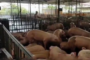 Thời sự 9h ngày 5/4/2018: 17 mẫu thịt lợn nhiễm thuốc an thần Thời sự 9h ngày 5/4/2018: 17 mẫu thịt lợn nhiễm thuốc an thần