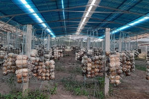 "Trá hình" làm dự án điện mặt trời mái nhà: Quản lý có vấn đề?