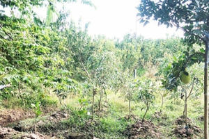 Dự án thu hồi đất ở huyện Cờ Đỏ, Cần Thơ: Người dân phản ứng quyết liệt vì giá đền bù quá thấp