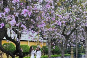 Sắc tím hoa ban Tây Bắc giữa lòng Hà Nội