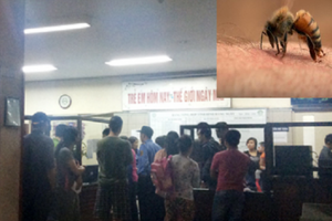 Hà Nội: Hơn 50 học sinh bị ong đốt phải nhập viện