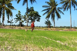 Đồng bằng sông Cửu Long: Nông dân trước nguy cơ mất trắng vì hạn mặn