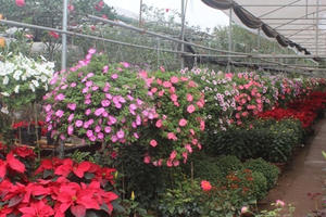 Xuân về trên làng hoa, nhà vườn vui vì được mùa, được giá