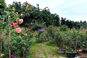 Dựng tóc gáy với kế hoạch tàn độc của kẻ đốt xác phi tang người tình cũ, vứt xác trong vườn hoa