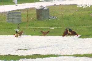 Hà Nội: Kinh hoàng mứt lẫn... phân gà