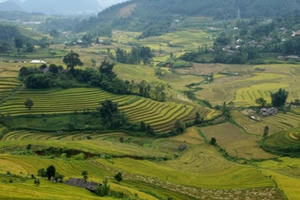 Rộn rã mùa vàng dưới thung lũng Hoàng Liên Sơn