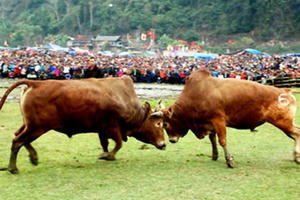 Lên Bắc Kạn xem lễ hội Chọi bò có một không hai