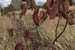 Ninh Thuận: Những hình ảnh nắng hạn khốc liệt