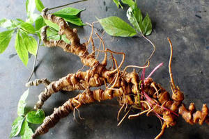 Việt Nam có sâm tốt nhất thế giới, 'khắc tinh' của ung thư