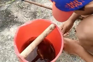 Bé 10 tuổi câu cá bống kiếm 100.000 đồng một ngày