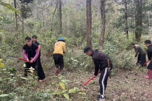 Nâng cao hiệu quả sử dụng đất lâm nghiệp và phát triển rừng