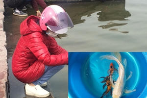 Độc đáo với cá chép vẩy rồng tiễn ông Táo chầu trời