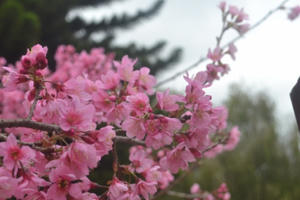 Hoa mai anh đào Đà Lạt khoe sắc thắm