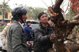 Đào như que củi giá chục triệu “hút” khách chơi Tết