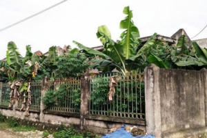 Ninh Bình:  Công trình nước sạch vài tỷ biến thành nơi trồng chuối