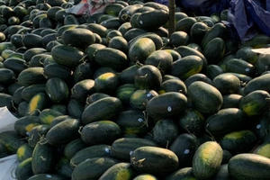 Thê thảm dưa hấu, ế dồn đống, 1.000 đồng/kg vừa bán vừa khóc