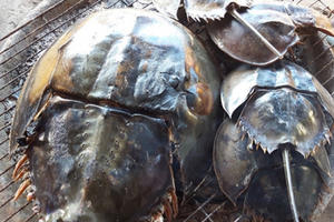 Bình Dương: 1 người chết, 6 người nhập viện sau khi ăn con vật giống Sam biển