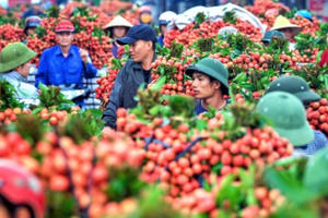 Sau vụ vải thiều thành công, Bắc Giang phấn đấu năm 2021 cán mốc 160.000 tấn