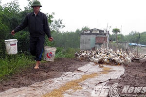 Anh em ông Đoàn Văn Vươn chuẩn bị ra thương hiệu vịt mang tên mình Anh em ông Đoàn Văn Vươn chuẩn bị ra thương hiệu vịt mang tên mình