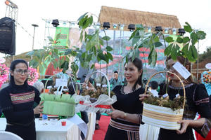 "Tri thức về sâm Ngọc Linh" được công nhận là di sản quốc gia