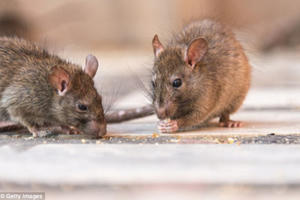 Có ít nhất 11 người tử vong do nhiễm virus nguy hiểm hanta từ chuột