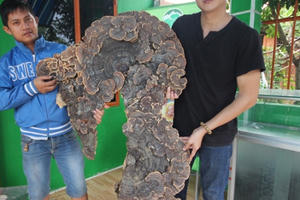 Nấm linh chi ‘khủng’ có hình giống bản đồ Việt Nam