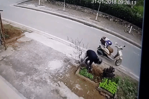 Clip: Mua sẵn chậu, nam thanh niên không quên "mượn" cây đào về chưng Tết