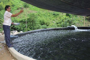 Bài toán khó cho nuôi cá nước lạnh ở Lào Cai