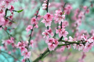 Hà Giang: Rộn ràng các hoạt động văn hóa tại lễ hội hoa Đào năm 2019