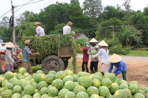Audio Tài chính Plus: Gần 100 doanh nghiệp Việt Nam và Trung Quốc hợp tác tiêu thụ dưa hấu