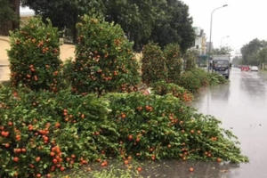 Đào, quất ngã gục sau mưa lớn, người bán "nát lòng" lo mất Tết