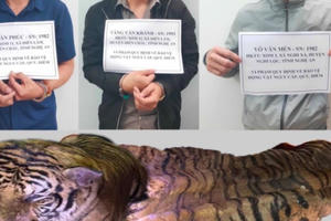 Ba đối tượng vận chuyển hổ nặng hơn 200 kg từ Nghệ An lên Lai Châu tiêu thụ thì bị bắt giữ