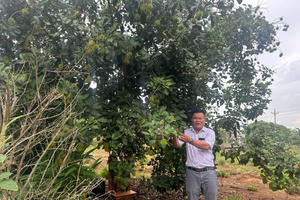 Chia sẻ của Phó chủ tịch phường Bảo Vinh trước khi phường được sáp nhập