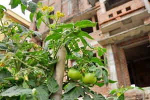 Hà Nội: Biệt thự triệu đô thành nơi trồng rau, nuôi vịt