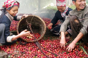 Nhớ hương vị tò ho của núi rừng Tây Bắc