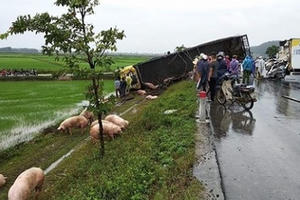 Hàng chục con lợn văng ra đường sau cú tông vào xe tải của tài xế