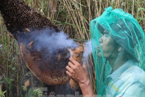 Theo chân thợ gác kèo ong ở 'vùng đất cuối trời’ Theo chân thợ gác kèo ong ở 'vùng đất cuối trời’