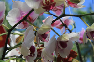 Chiêm ngưỡng muôn sắc hoa Xuân Đà Nẵng