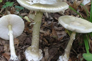 Ngộ độc nấm độc - đến hẹn… lại lên