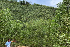 Gia Lai: Đất rừng sản xuất bị “gắn nhầm” phòng hộ