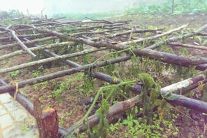 Nghệ An: Thiệt hại hoa màu nặng nề do băng tuyết