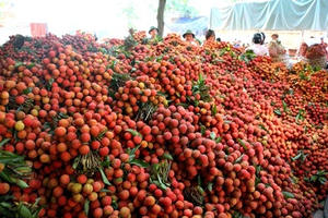 Bắc Giang: Vải thiều tiêu thụ thuận lợi