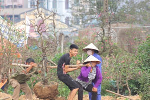 Sau tết, người trồng đào Nhật Tân hối hả vào vụ mới
