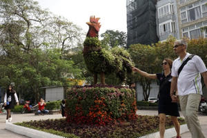 Hình ảnh chú gà sống động trên đường phố Hà Nội ngày Tết