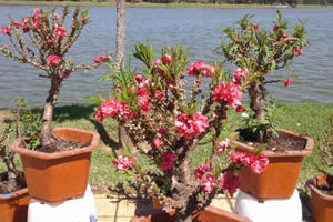 Nhiều “đặc sản” Tết được bày bán ở hồ Xuân Hương Đà Lạt