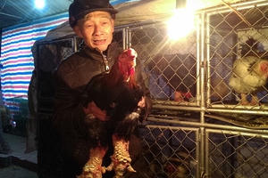 "Bí kíp" của lão nông nuôi gà "tiến vua" "Bí kíp" của lão nông nuôi gà "tiến vua"