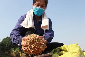 Đội quân "giải cứu" ruộng trong khu phong tỏa tâm dịch Chí Linh ngày giáp Tết