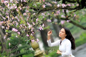 Dịu dàng sắc tím hoa ban