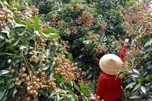 Giải pháp hỗ trợ tiêu thụ nông sản cho nông dân Hậu Giang